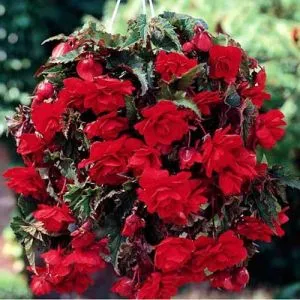 Бегонія Cascade Red фото