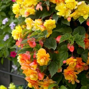 Бегонія Cascade Sunray, Yellow-Orange фото