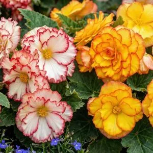 Бегонія Crispa Marginata Mix фото