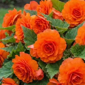 Бегонія Non Stop Gold Orange фото