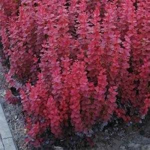 Барбарис Red Rocket фото