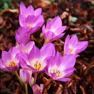 Пізньоцвіт Rosy Dawn фото