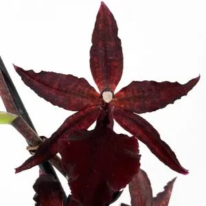 Орхідея Colmonara Billy Bob фото