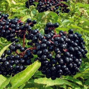 Бузина чорна Хайдег фото