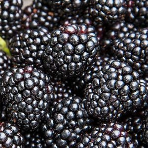 Ожина ремонтантна Black Magic фото