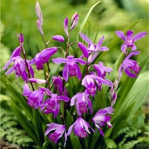 Блетілла Purple фото