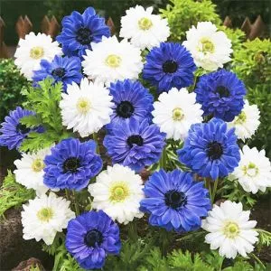 Анемони Blue and White Мікс фото