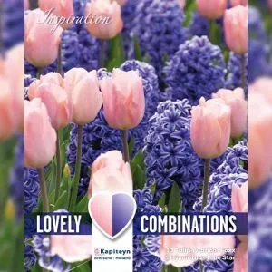 Комбо Гіацинти Blue і Тюльпани PInk (Брендові цибулини KAPITEYN®) фото