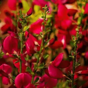 Рокитник Boskoop Ruby фото