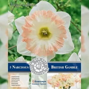 Нарцис British Gamble (Брендові цибулини KAPITEYN®) фото