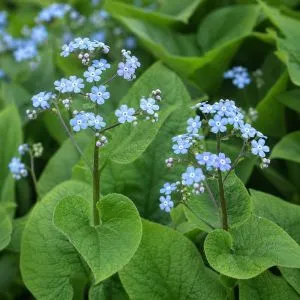 Бруннера Macrophylla фото