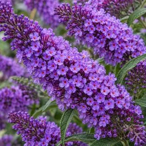 Буддлея Violet Blue фото