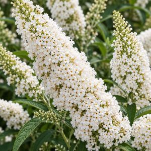 Буддлея White Profusion фото