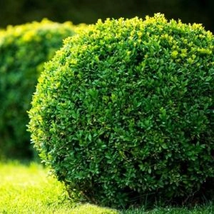 Самшит вічнозелений фото