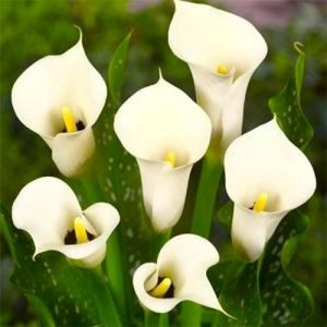 Кала Black Eyed Beauty фото