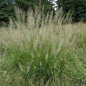 Каламагростіс Arundinacea фото