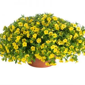 Калібрахоа Lindura Yellow фото