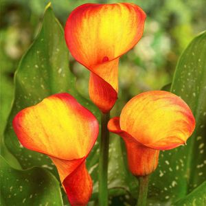 Кала Royal Pumpkin фото