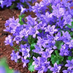 Кампанула Portenschlagiana фото