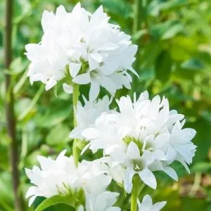 Кампанула Glomerata Alba фото