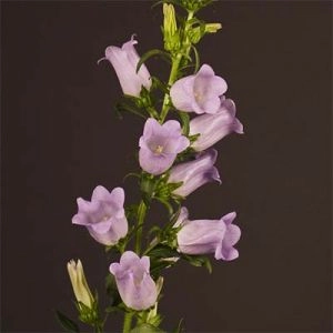 Кампанула Champion Lavender фото