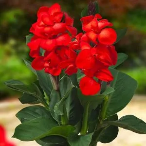 Канна CannaSol Happy Carmen фото