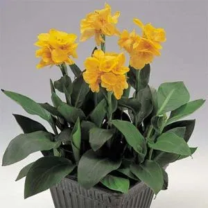Канна Tropical Yellow (насіння) фото