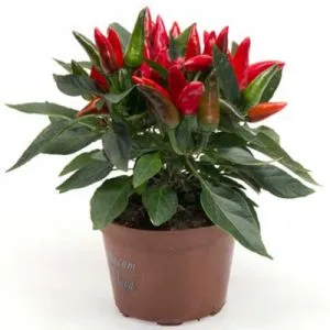 Перець Salsa Red фото