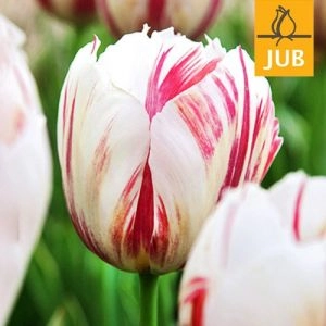 Тюльпан Carnaval de Rio (Брендові цибулини Jub Holland) фото