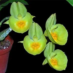 Орхідея Катасетум (Catasetum) фото