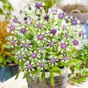 Волошка Amethyst in Snow фото