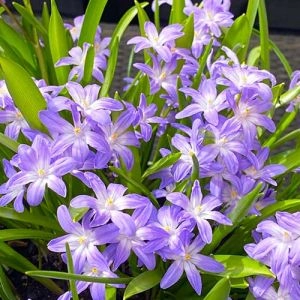 Хіонодокса Violet Beauty 5/6 фото