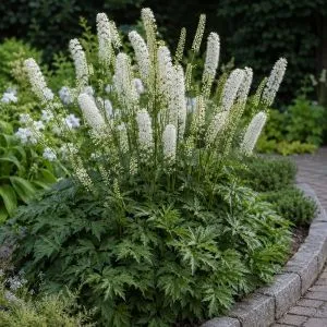 Циміцифуга (клопогін) White Pearl фото