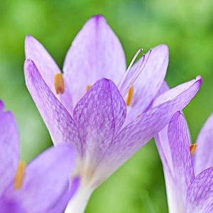 Пізньоцвіт Cilicicum Purpureum фото