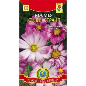 Космея Кенді Страйп фото
