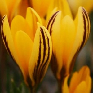 Крокус Early Gold фото