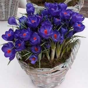 Крокус Flower Record 100 фото