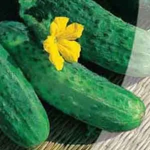 Огірок Кустовой фото
