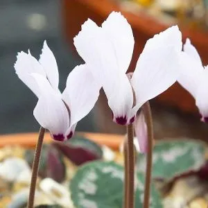 Цикламен Cilicium f. Album фото