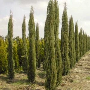 Кипарис вічнозелений фото