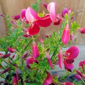 Рокитник Johnson's Crimson фото