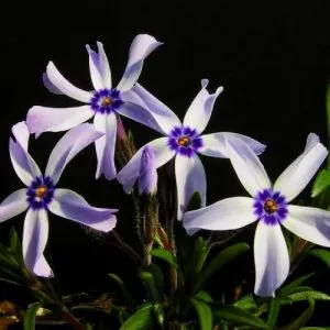 Флокс Oakington Blue Eyes фото