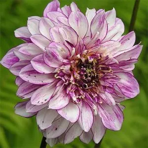 Жоржина Brindisii фото