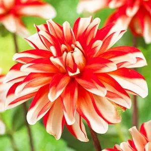 Жоржина Dynamite фото