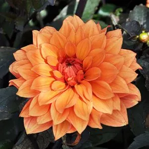 Жоржина Missis Trucella фото