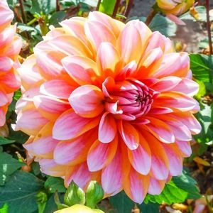 Жоржина Peaches and Vanilla фото