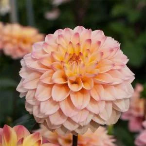 Жоржина Princess Elizabeth фото