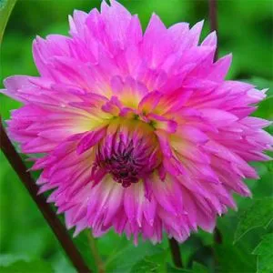 Жоржина Sakura Fubuki фото