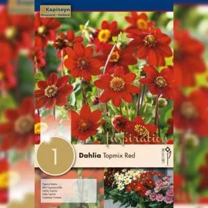 Жоржина Topmix Red (Брендові цибулини KAPITEYN®) фото