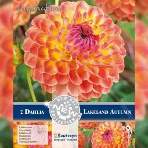 Жоржина Lakeland Autumn (Брендові цибулини KAPITEYN®) фото